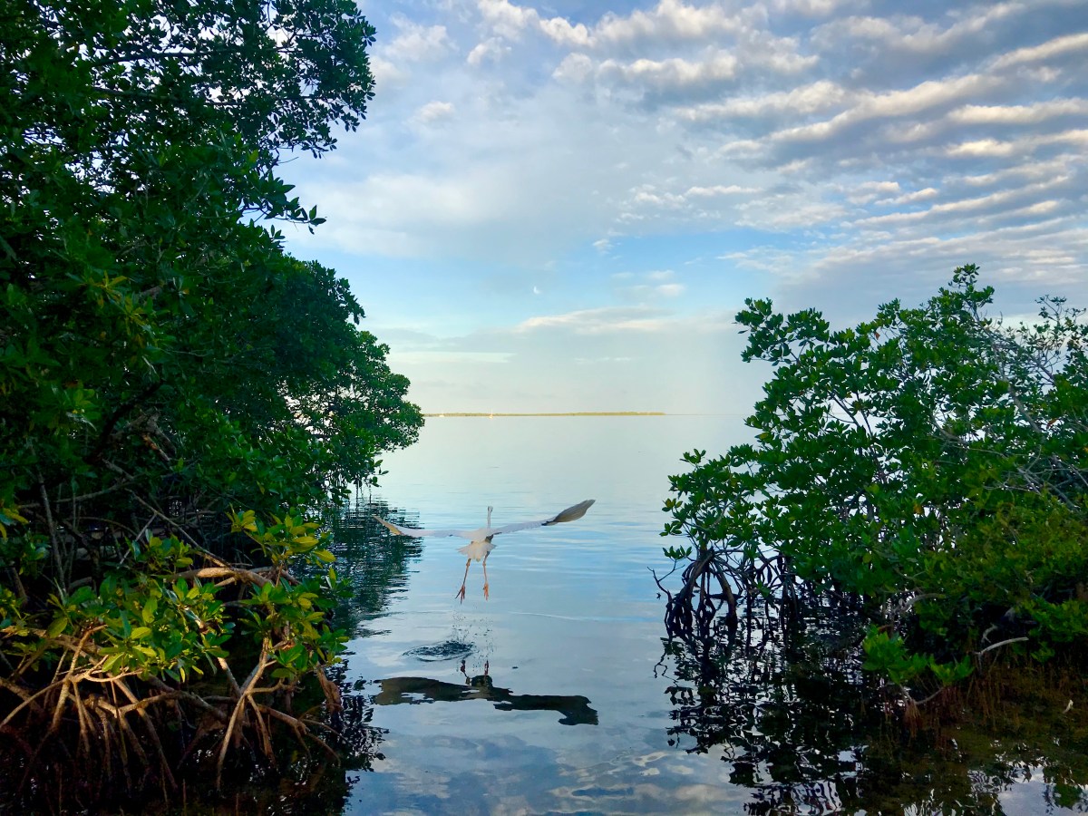 Can We Rely on Mangroves to Provide a Line of Defense against Sea Level Rise&nbsp;Flooding?