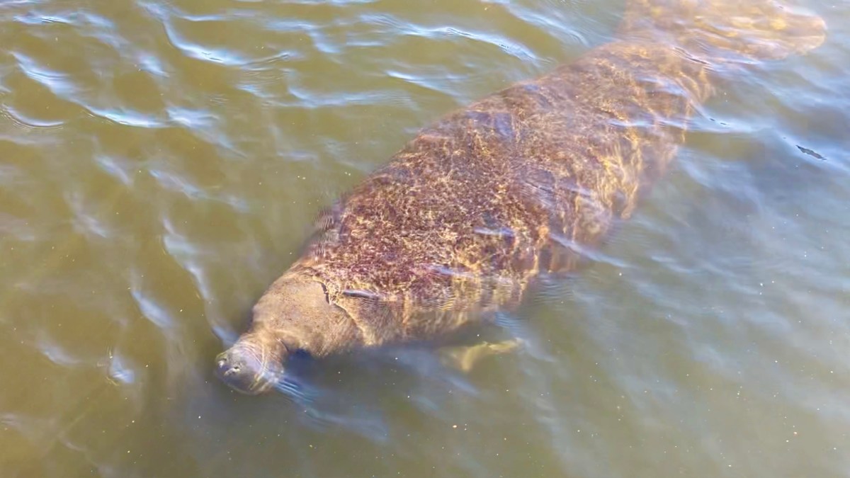 Miami-Dade County Begins to Address Thousands of Septic Tanks Failing Due to Sea Level&nbsp;Rise